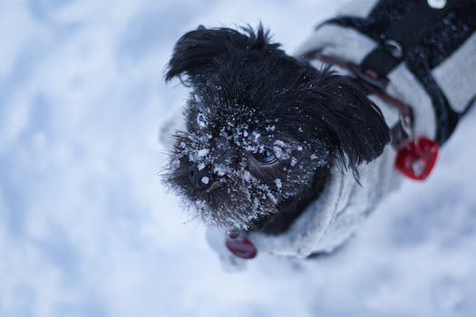 Choosing the right Affenpinscher to adopt