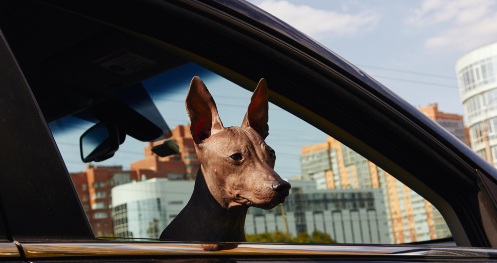 American Hairless Terrier Breed Clubs and Events Connecting Enthusiasts Nationwide