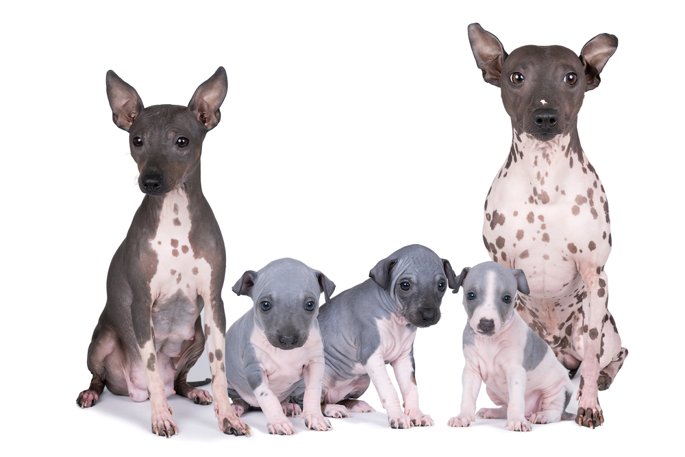 American Hairless Terrier Dog Breed