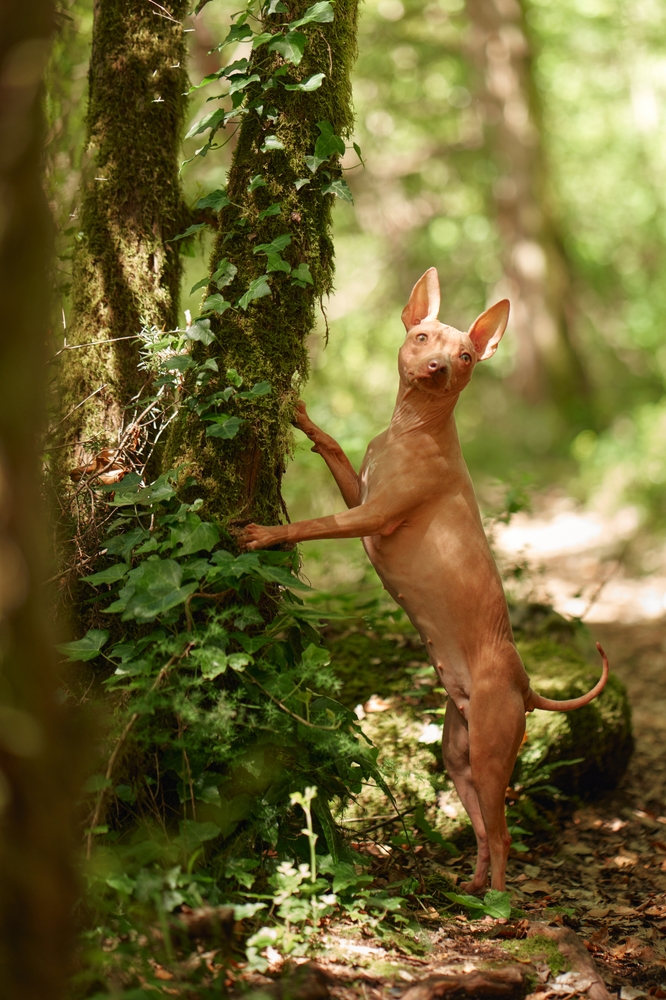 The Essence of American Hairless Terrier Breed Clubs